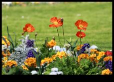 Harmony in Blooms Resim Gibi Bahçeler İçin Kendin Yap Sırları